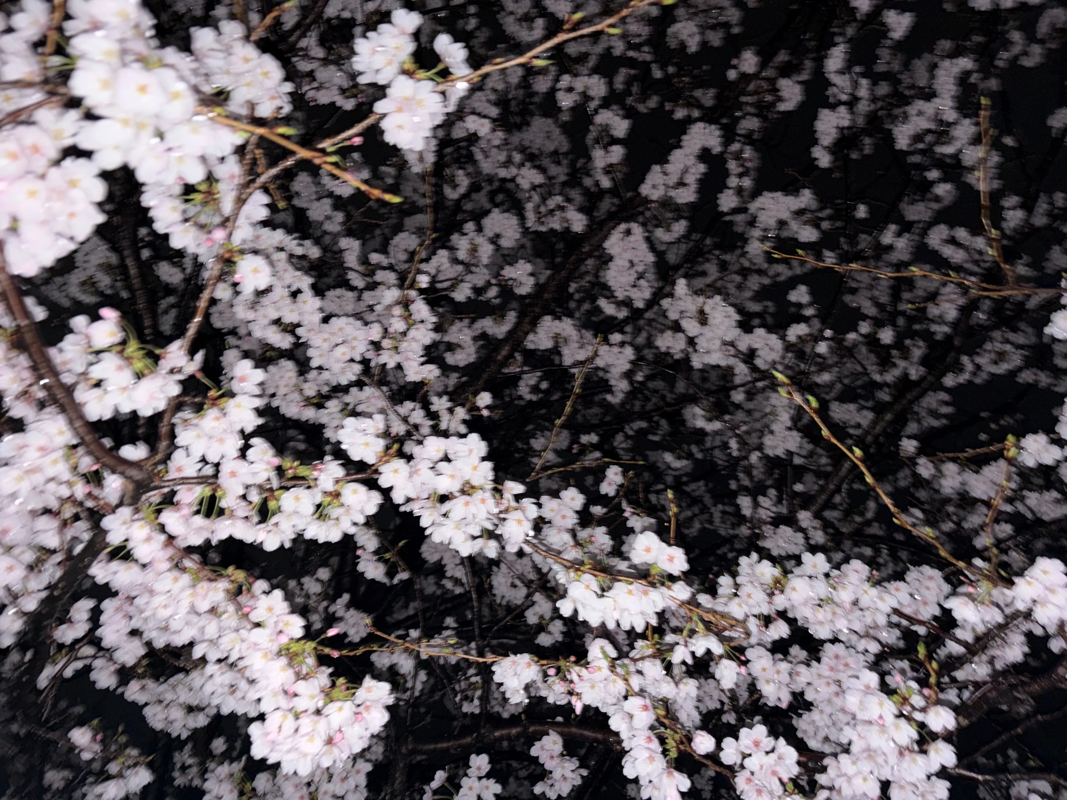 in a sea of cherry blossoms